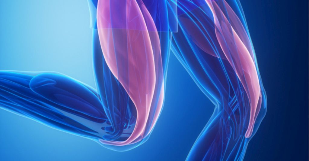 Das Bild deutet schematisch die innere Struktur der Muskeln eines Menschen im Bereich der Knie beim Laufen an um auf die Bedeutung von Dehnen und Drücken rund um das Knie gegen Schmerzen hinzuweisen
