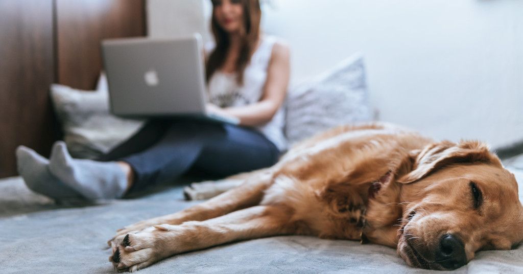 Das Bild zeigt eine Frau im Bett sitzend mit einem Laptop in der Hand und einem entspannten Hund neben sich hier im Beitrag Progressive Muskelentspannung in einem Kurs lernen