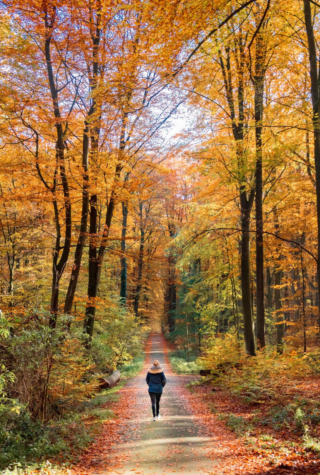 Das Foto zeigt eine Frau beim Spazierengehen im wunderschön gefärbten Wald.