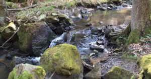 Das Foto zeigt einen kleinen Bachlauf im Wald um die Hilfe der Natur zum Stress abbauen beim Waldbaden anzudeuten