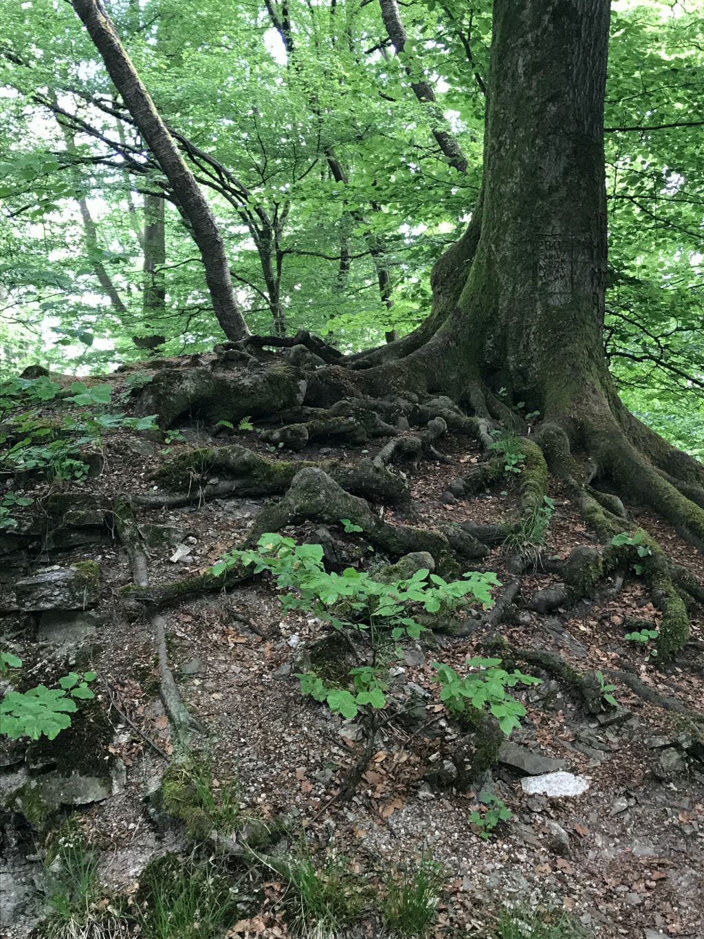 Das Foto zeigt einen Baum mit großem Wurzelballen im Wald um die Ruhe beim Waldbaden zum Stress abbauen zu verdeutlichen