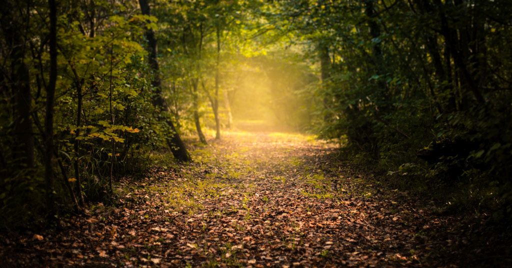 Das Bild zeigt einen Weg im dunklen Wald mit einem wunderschönen Sonnenlichteinfall voraus als Sinnbild für die Chance, im zertifizierten Onlinekurs wirksame Tipps zum Stress abbauen zu bekommen