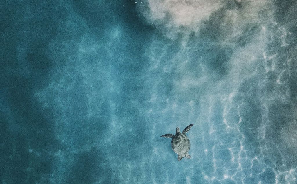 Das Bild zeigt eine Schildkröte im blauen Meer vor Hawaii als Sinnbild für die Lebensphilosophie der Huna-Lehre