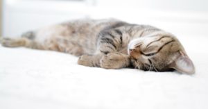 Das Bild zeigt eine schlafende Katze als Sinnbild für Tipps um mit der richtigen Ernährung abends zur Ruhe zu kommen und in einen gesunden Schlaf zu finden