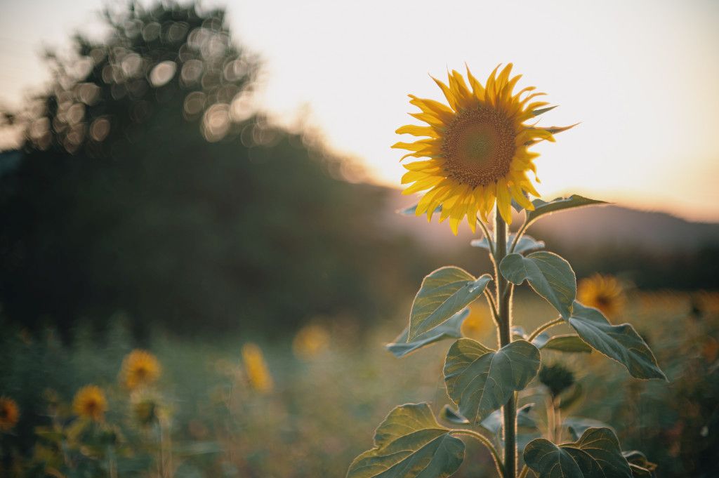 Das Bild zeigt eine Sonnenblume auf dem Feld im Sonnenlicht als Sinnbild für die Zusammenhänge zwischen Zahngesundheit und unserer Achtsamkeit im täglichen Leben