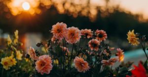 Das Bild zeigt eine farbenfrohe Blumenwiese im warmen Licht der untergehenden Sonne als Sinnbild für die erholsame Kraft der Meditation 