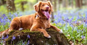 Das Bild zeigt einen freudig erregten und aufmerksamen Hund auf einem Baumstumpf im Wald als Sinnbild für ein spannendes und erholsames Naturerlebnis für Mensch und Vierbeiner beim Waldbaden mit Hund.
