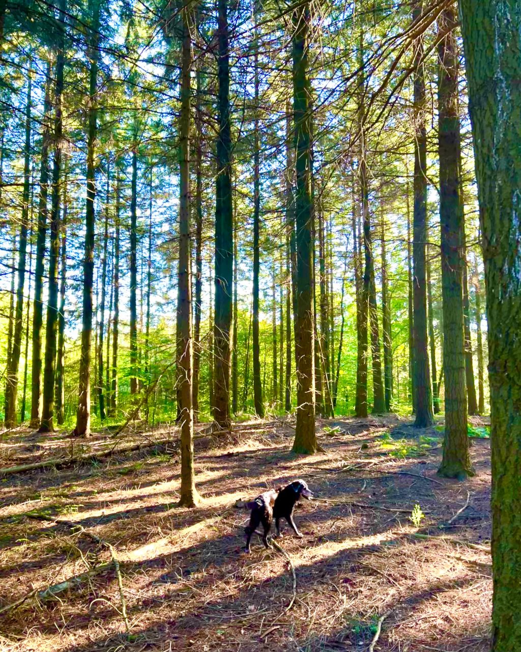 Das Bild zeigt einen aufmerksamen Hund bei der Suche auf dem Waldboden zwischen Bäumen als Sinnbild für ein spannendes Training der Impulskontrolle beim Waldbaden mit Hund.
