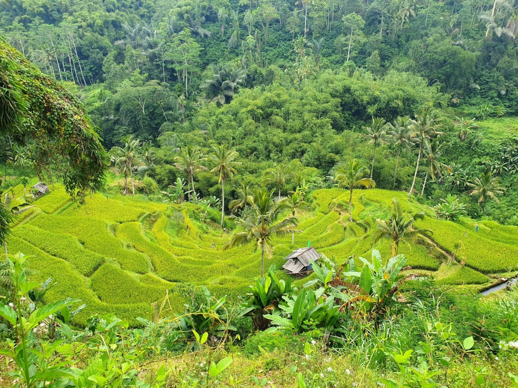 Das Bild zeigt die grüne Landschaft in Bali als Sinnbild dafür, mit der richtigen Vorbereitung auch mit chronischen Schmerzen weite und lange Reisen machen zu können.