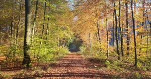 Das Bild zeigt einen herbstlichen Waldweg im Sonnenlicht als Sinnbild dafür, mit Achtsamkeit in der Natur Körper und Geist zu beruhigen.