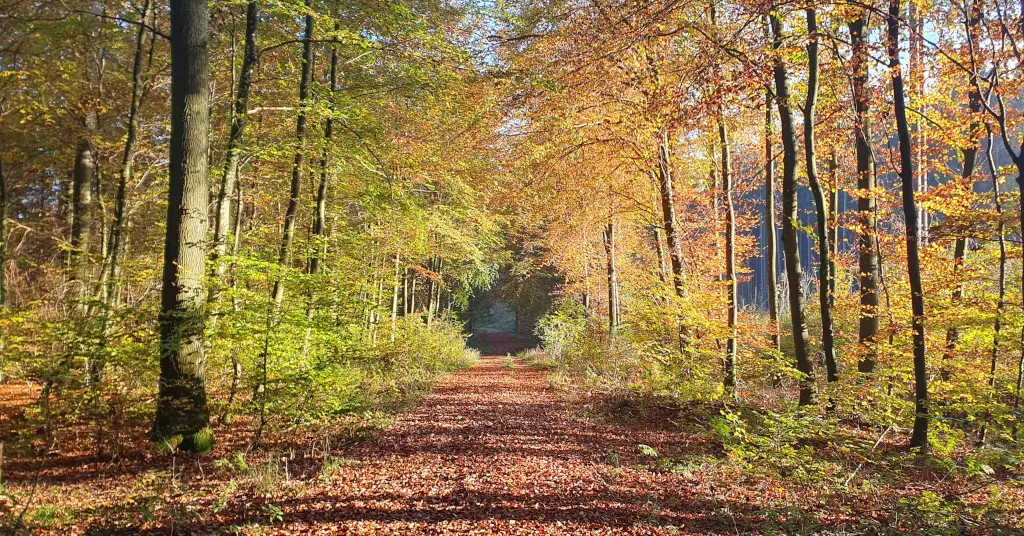 Achtsamkeit in der Natur: Wie Du durch Naturerlebnisse zur Ruhe kommst