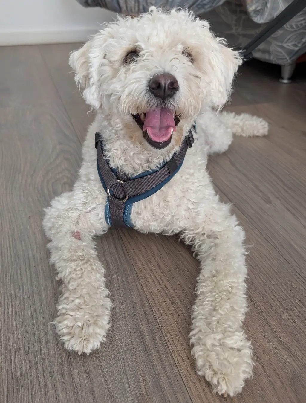 Das Bild zeigt den Besucherhund Sugar als ein Beispiel dafür, wie Tiere in der Tagespflege die Lebensfreude der Tagesgäste erhöhen und emotionale Unterstützung bieten können.